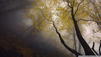 Thin tree branches in mist