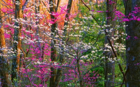 Wallpaper Blooming Forest
