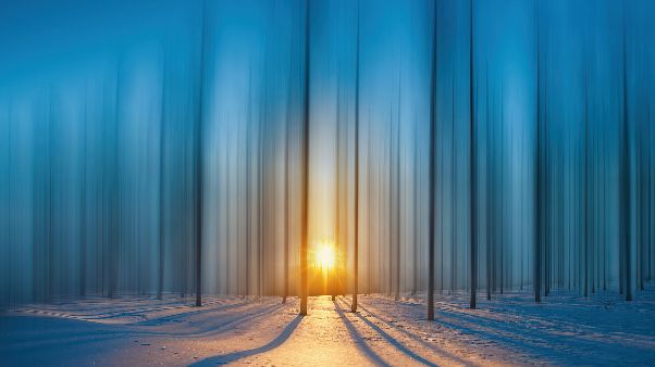 Cold snow trees wallpaper