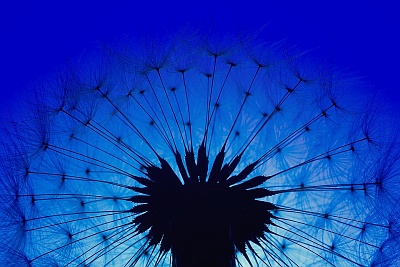 Dandelion Silouette