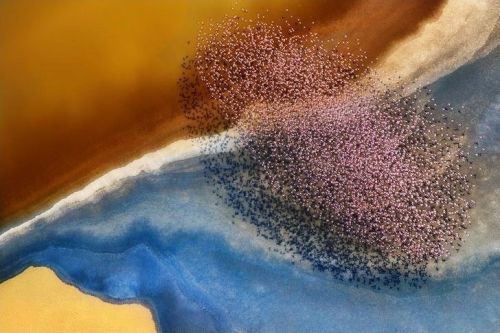 Flamingos Lake Natron