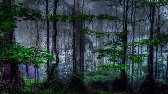 Forest trees and ferns wallpaper