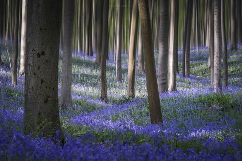 Bluebells on the forest floor