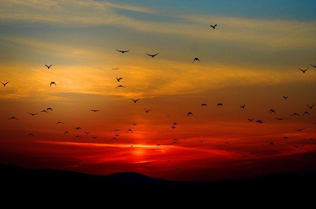 Mountain Bird Silhouettes wallpaper