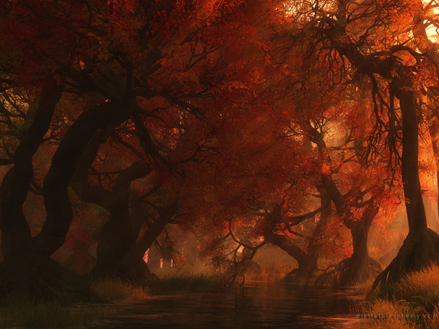 Canopy Creek Autumn wallpaper