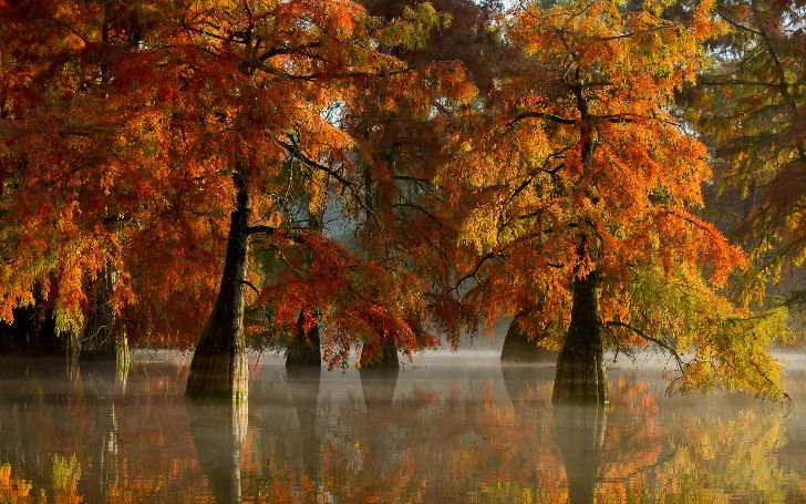 Wallpaper Autumn Cypress.jpg
