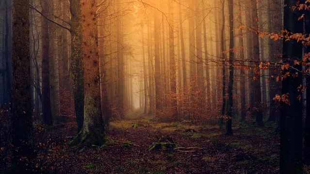 Dreamy Forest Wallpaper
