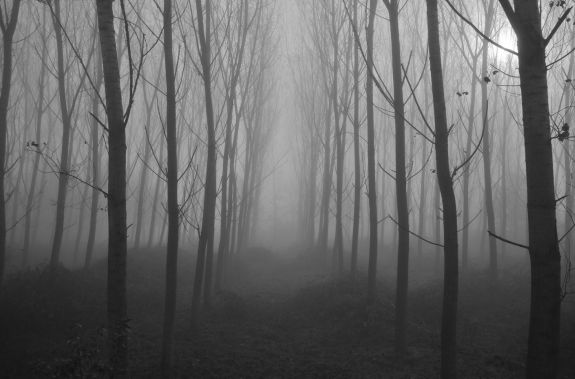 Wallpaper Foggy Forest
