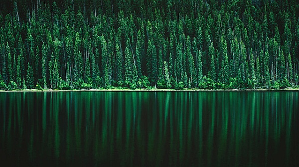 Pine trees reflected in lake.