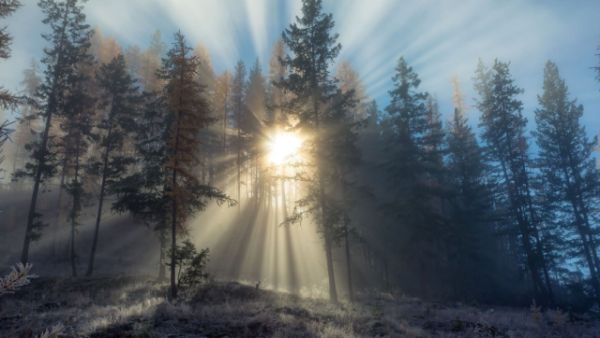 Sun rays piercing forest desktop wallpaper