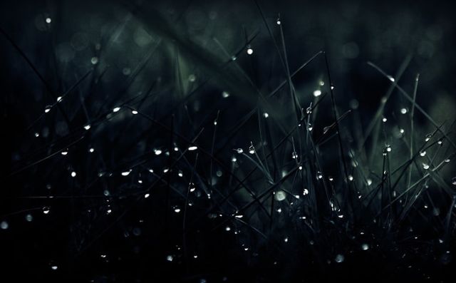 Wallpaper Water Drops Dark Green Grass