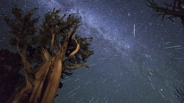 Wallpaper Perseid Meteors over Ancient Bristlecone Pine