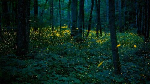 Synchronous fireflies, Great Smoky Mountains National Park 