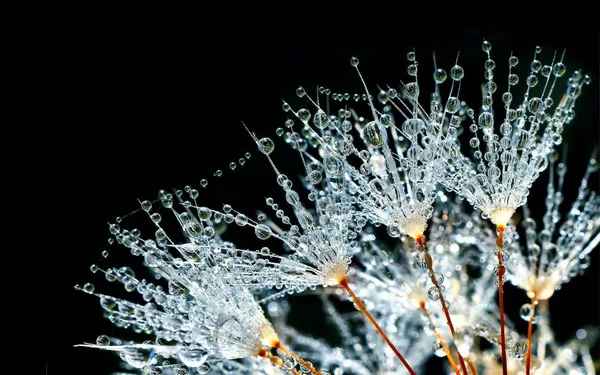 Water drops on dandelion wallpaper