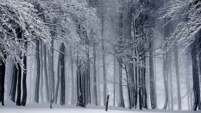 Winter trees wallpaper